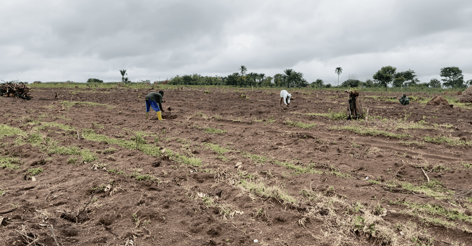 Cashew Haven Farmland