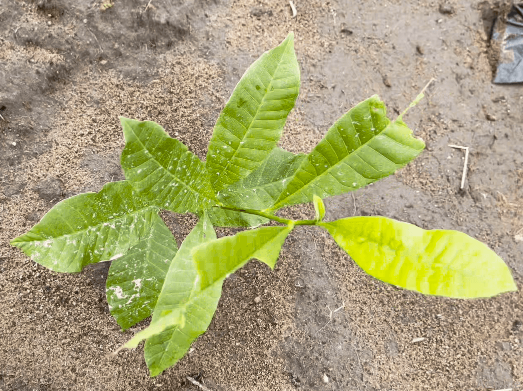 Agricultural land ready for development