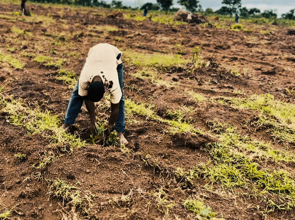 Cashew trees growing on Nigerian farmland
