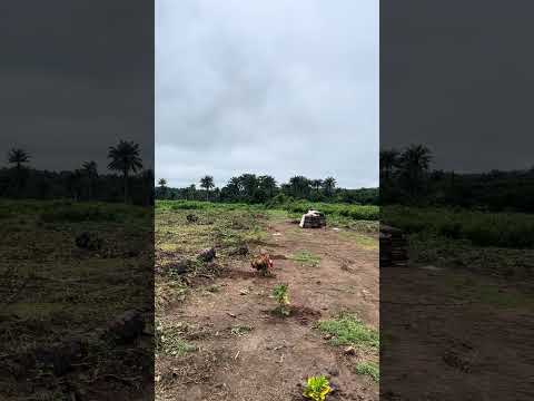 Bloom Estate Olorunda Akobo video thumbnail 3